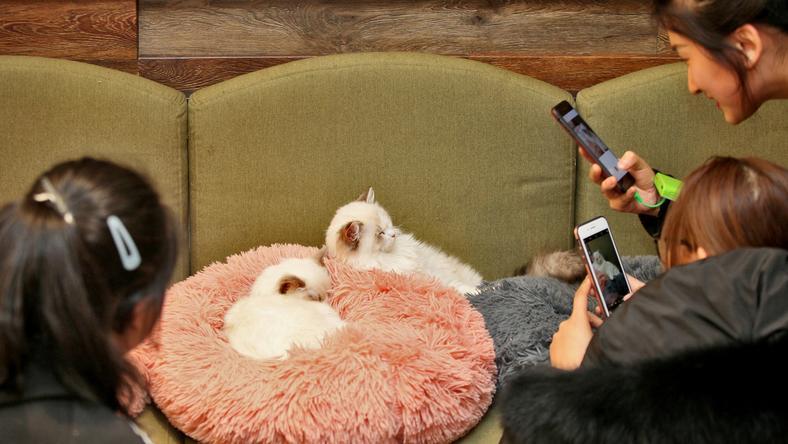 让猫给人打工,猫咖是一门好生意吗?